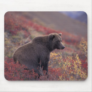 NA, USA, Alaska, Denali NP. Ein weiblicher Grizzly Mousepad