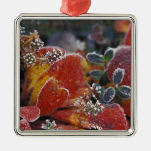 NA, USA, Alaska, Denali NP Frost, herbstfarben Silbernes Ornament