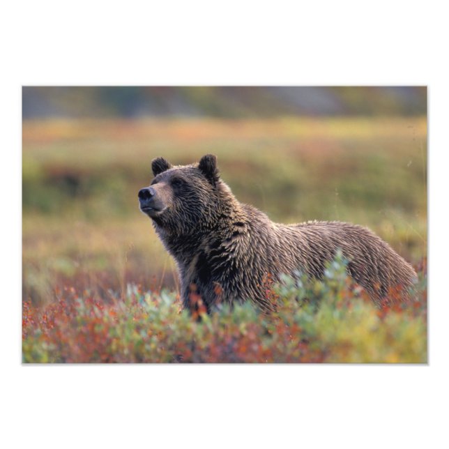 NA, USA, Alaska, Denali NP, Grizzly bear Fotodruck (Vorne)