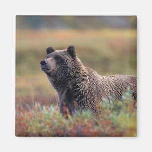 NA, USA, Alaska, Denali NP, Grizzly bear Magnet