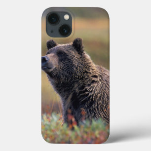 Na, USA, Alaska, Denali NP, Grizzlybär Case-Mate iPhone Hülle
