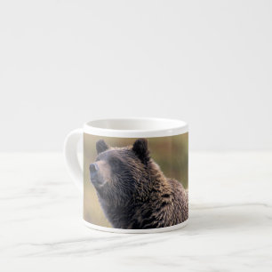 NA, USA, Alaska, Denali NP, Grizzlybär Espressotasse