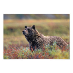NA, USA, Alaska, Denali NP, Grizzlybär Fotodruck