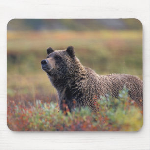 NA, USA, Alaska, Denali NP, Grizzlybär Mousepad