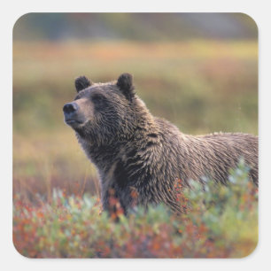 NA, USA, Alaska, Denali NP, Grizzlybär Quadratischer Aufkleber