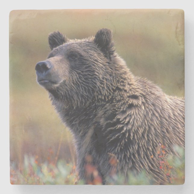Na, USA, Alaska, Denali NP, Grizzlybär Steinuntersetzer (Vorderseite)