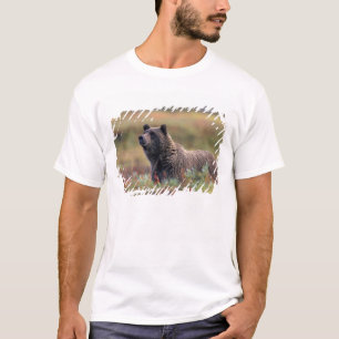 NA, USA, Alaska, Denali NP, Grizzlybär T-Shirt