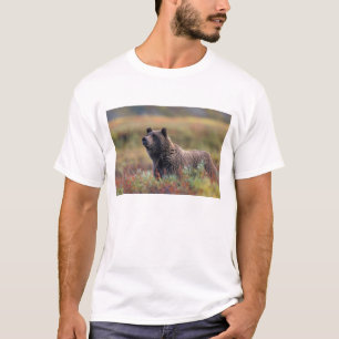 NA, USA, Alaska, Denali NP, Grizzlybär T-Shirt