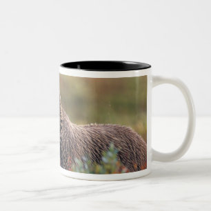 NA, USA, Alaska, Denali NP, Grizzlybär Zweifarbige Tasse