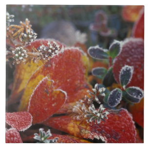 NA, USA, Alaska, Denali NP Mattiert, einfarbig Fliese