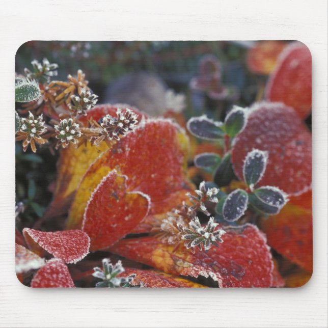 NA, USA, Alaska, Denali NP Mattiert, einfarbig Mousepad (Vorne)