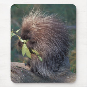 NA, USA, Alaska, in Gefangenschaft gehaltener Baum Mousepad
