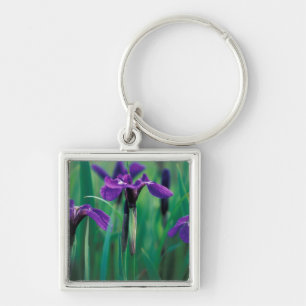 NA, USA, Alaska, Knight Island, Wild Iris Schlüsselanhänger