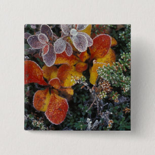 NA, USA, Alaska. Nationalpark Denali. Beerenbeere  Button
