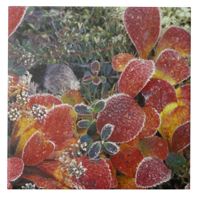 NA, USA, Alaska. Nationalpark Denali. Beerenbeere  Fliese (Vorderseite)