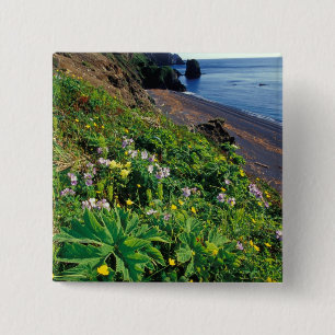NA, USA, Alaska, Semidi Islands, Wildblumen Button