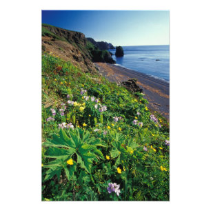 NA, USA, Alaska, Semidi Islands, Wildblumen Fotodruck