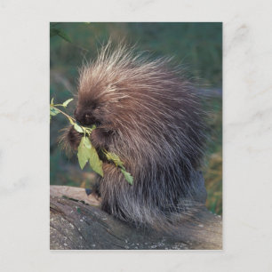 NA, USA, Alaska, Stachelschwein in Gefangenschaft Postkarte
