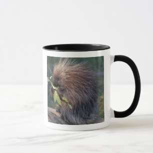 NA, USA, Alaska, Stachelschwein in Gefangenschaft Tasse