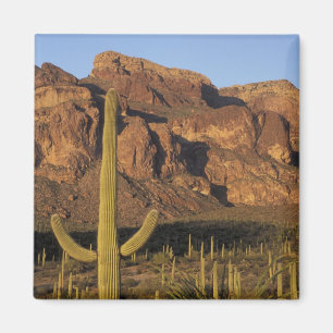 NA, USA, Arizona. Nationalpark Organ Pipe Cactus Magnet