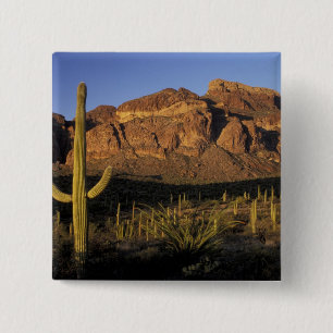 NA, USA, Arizona. Organ Pipe Cactus National 2 Button