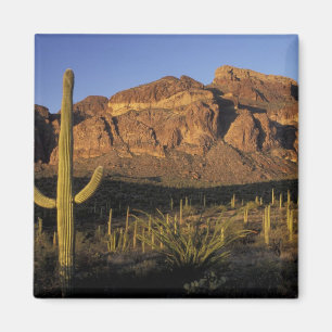 NA, USA, Arizona. Organ Pipe Cactus National 2 Magnet