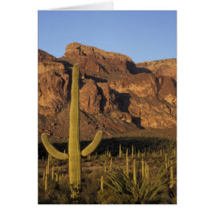 NA, USA, Arizona. Organ Pipe Cactus Nationalpark