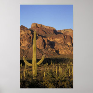 NA, USA, Arizona. Organ Pipe Cactus Nationalpark Poster