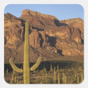 NA, USA, Arizona. Organpfeife Quadratischer Aufkleber