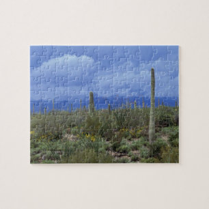 NA, USA, Arizona, Saguaro National Monument,