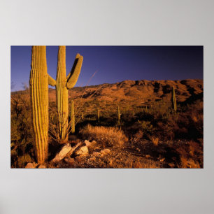 NA, USA, Arizona, Saguaro National Monument, Poster