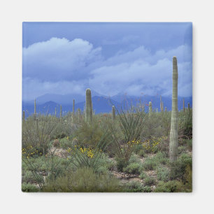 NA, USA, Arizona, Saguaro-Nationalmonument, Magnet