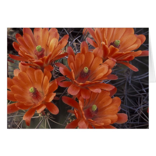 NA, USA, Arizona, San Xavier. Cactus de la Claret  (Devant horizontal)