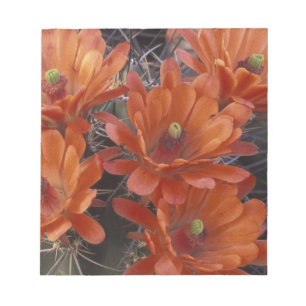 NA, USA, Arizona, San Xavier. Claret Cup Kaktus Notizblock