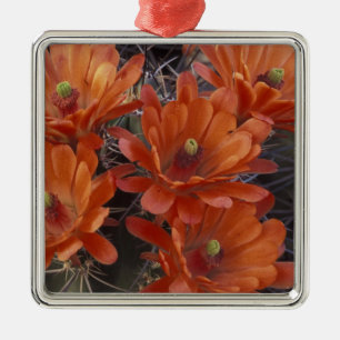 NA, USA, Arizona, San Xavier. Claret Cup Ornament Aus Metall