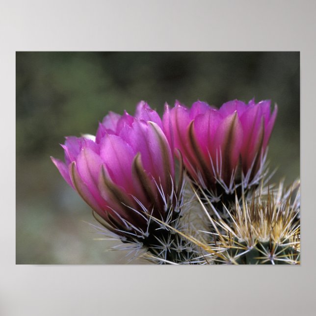 NA, USA, Arizona, Sonoran Desert. Igel Poster (Vorne)