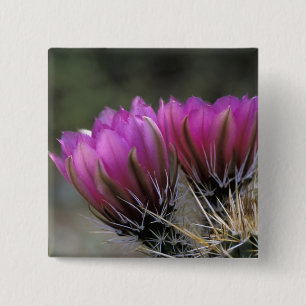 NA, USA, Arizona, Sonoran-Wüste. Igel Button