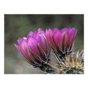 NA, USA, Arizona, Sonoran-Wüste. Igel Fotodruck