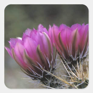 NA, USA, Arizona, Sonoran-Wüste. Igel Quadratischer Aufkleber