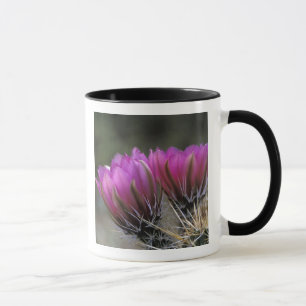 NA, USA, Arizona, Sonoran-Wüste. Igel Tasse