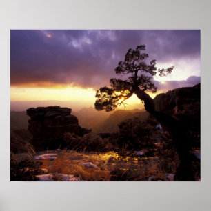 NA, USA, Arizona, Tucson, Sunset und allein Poster