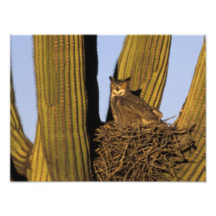 NA, USA, Arizona, Tucson. Virginia-Uhu Fotodruck