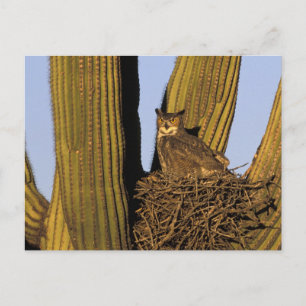NA, USA, Arizona, Tucson. Virginia-Uhu Postkarte
