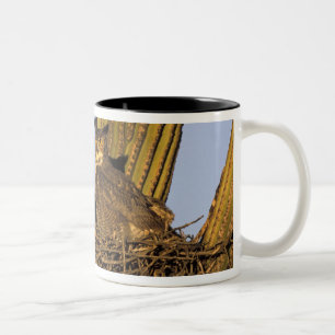 NA, USA, Arizona, Tucson. Virginia-Uhu Zweifarbige Tasse