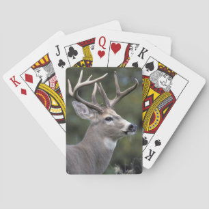NA, USA, Bundesstaat Washington, Weißwedelhirsch, Spielkarten
