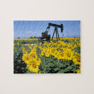 Na, USA, Colorado, Sonnenblumen, Ölbohrturm