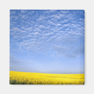 Na, USA, ID, Grangeville, Feld mit Rapsanbau Magnet