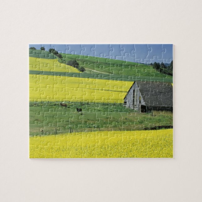 Na, USA, Idaho, nahe Potlatch, Canola und altem (Horizontal)