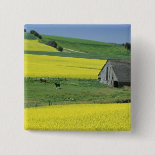 Na, USA, Idaho, nahe Potlatch, Canola und altem Button
