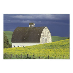 NA, USA, Idaho, südlich von Genesse, Kanola Fotodruck